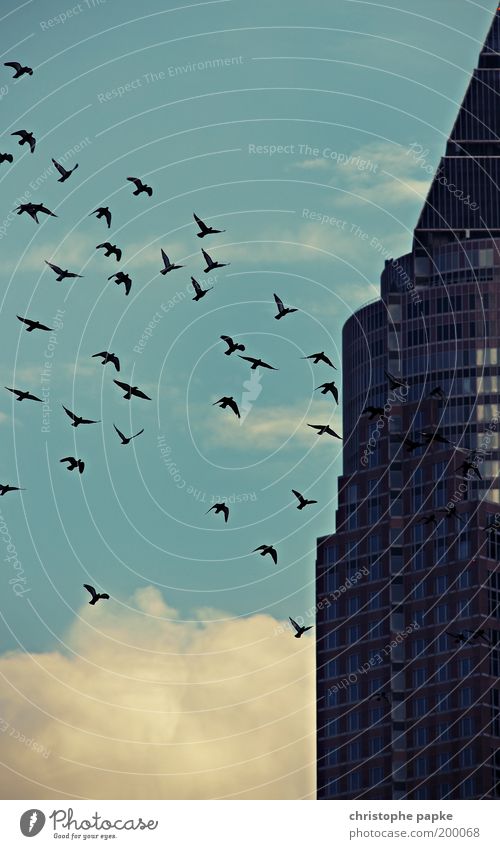 The swarm Freiheit Sightseeing Städtereise Frankfurt am Main Hochhaus Turm Gebäude Architektur Fassade Vogel Schwarm gruselig gleich Zusammenhalt Vogelschwarm