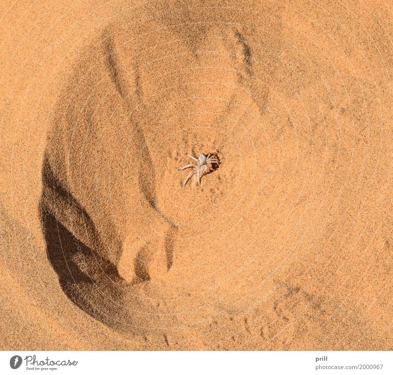 Wheel spider in desert sand Sand Wüste Spinne oben braun rot afrikanische radspinne riesenkrabbenspinne Namibia carparachne aureoflava ausschnitt sonnig orange