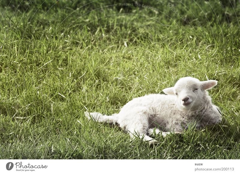 Schweigendes Lamm Natur Tier Gras Wiese Nutztier Tiergesicht Schaf Wolle 1 Tierjunges liegen träumen authentisch klein niedlich grün weiß Tierliebe Osterlamm