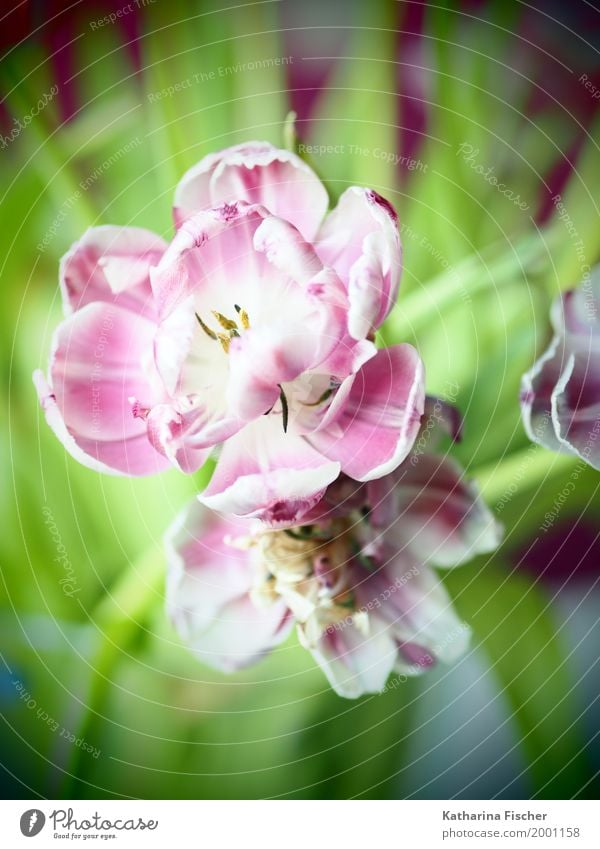 Frühlingsgruss III Natur Pflanze Sommer Tulpe Blüte ästhetisch schön wild gelb grün violett rosa rot weiß Kunst Farbfoto Innenaufnahme Studioaufnahme