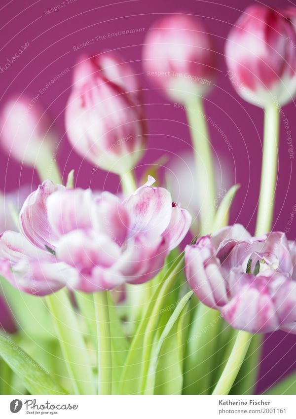Frühlingsgruss VI Natur Pflanze Tulpe Blüte ästhetisch schön grün violett rosa weiß Blume Blumenstrauß Blühend welk Freudenspender Frühlingsbote