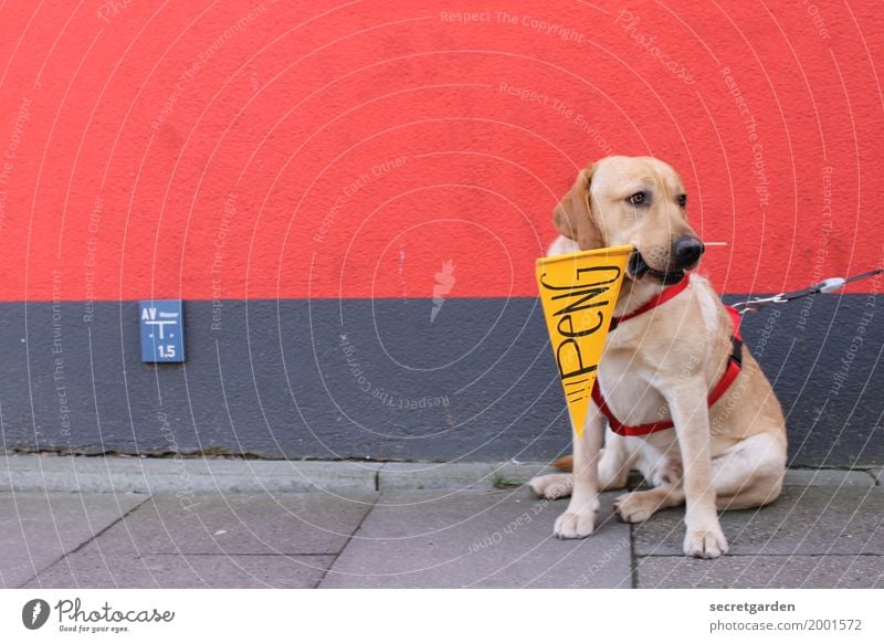 Artiges Warten auf den KNALL. Mauer Wand Bürgersteig Tier Hund 1 Beton Zeichen Schriftzeichen Schilder & Markierungen Hinweisschild Warnschild Fahne sitzen