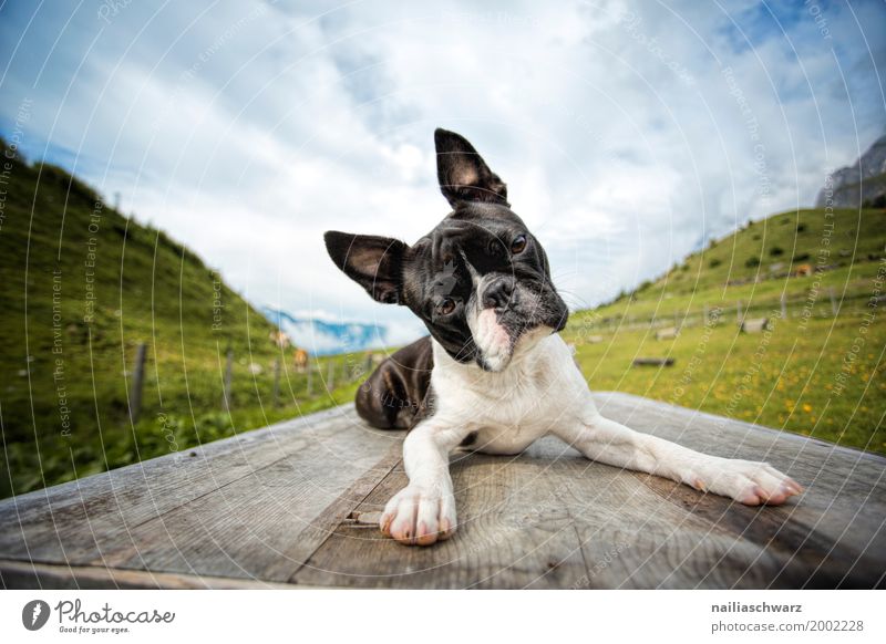 Boston Terrier auf der Reise Erholung Ferien & Urlaub & Reisen Sommer Umwelt Natur Landschaft Frühling Schönes Wetter Alpen Berge u. Gebirge Tier Haustier Hund