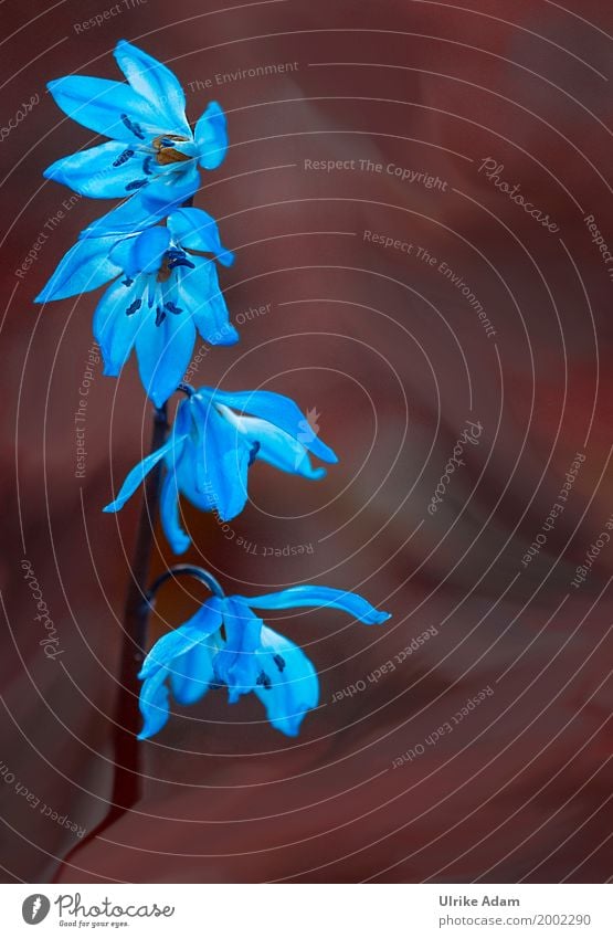 Blausterne (Scilla) elegant Design einrichten Dekoration & Verzierung Tapete Bild Fotografie Postkarte Muttertag Ostern Natur Pflanze Sonne Frühling Blume Blüte