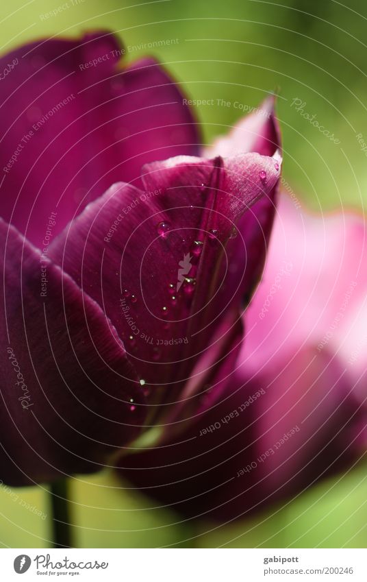 mal Farbe in den grauen Alltag bring Garten Natur Pflanze Blume Tulpe Blüte Park violett Fröhlichkeit Lebensfreude Treue ruhig Duft Leidenschaft Optimismus rein