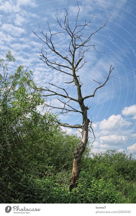 dead willow tree in landscape. summertime ein lizenzfreies Stock Foto