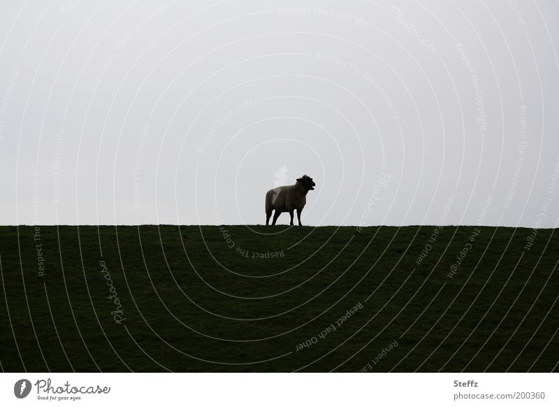 Mäh - allein auf dem Deich Schaf Deichschaf Deichkrone mäh Nutztier Silhouette heimisch nordisch einsam Einsamkeit verloren verirrt natürlich alleine grau