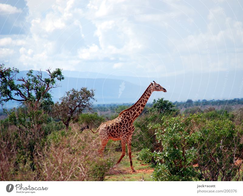 große Giraffe läuft aus Safari Landschaft Wolken Wärme Sträucher exotisch Berge u. Gebirge Savanne Kenia Wildtier laufen authentisch Gelassenheit Freiheit