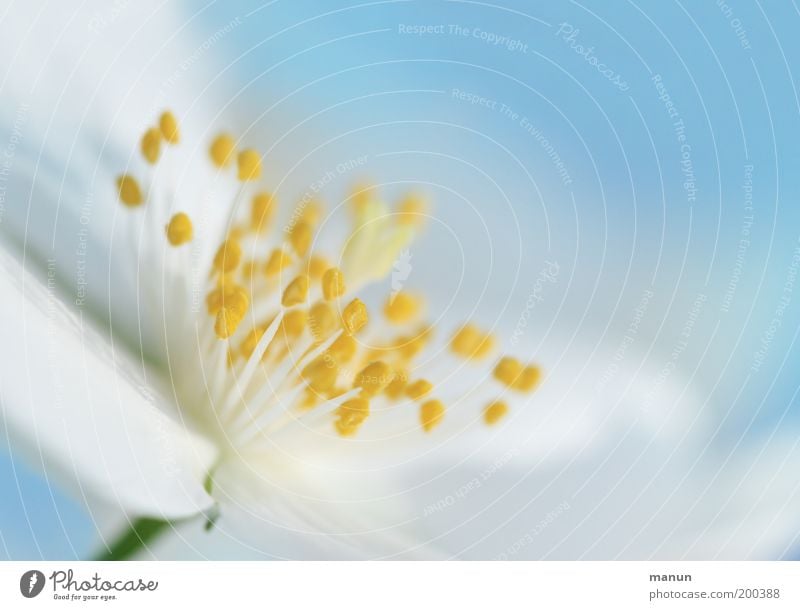 heiter bis wolkig elegant harmonisch Duft Natur Frühling Sommer Blume Blüte ästhetisch frisch hell weiß hell-blau Farbfoto Nahaufnahme Detailaufnahme