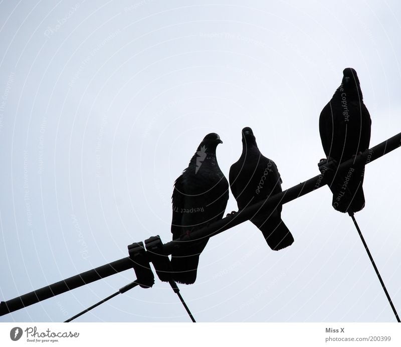 drei schwarze Tauben Himmel Tier Wildtier Flügel 3 sitzen Gurren Seil Farbfoto Außenaufnahme Menschenleer Textfreiraum links Textfreiraum oben