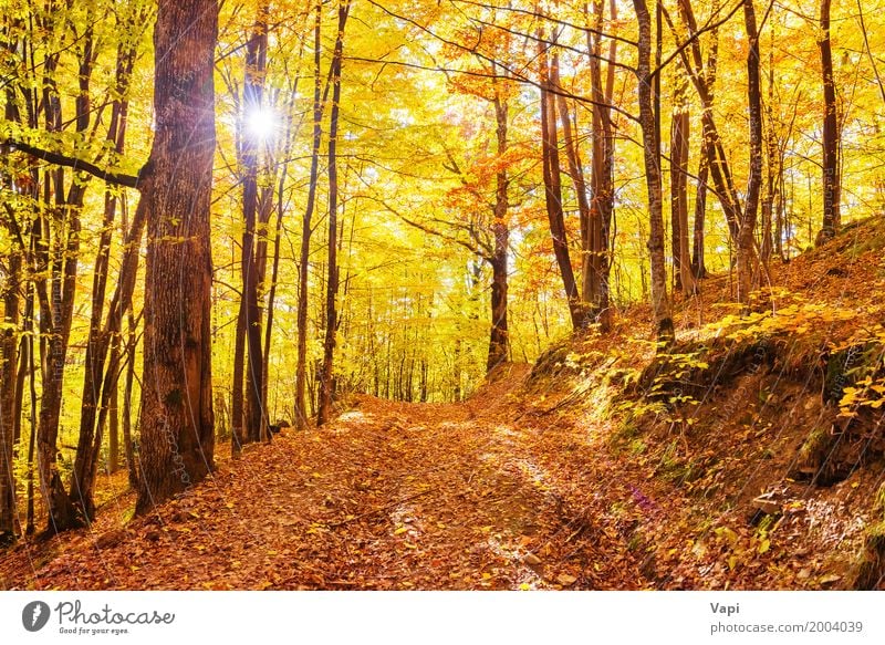 Morgen im Herbstwald Sonne Natur Landschaft Sonnenaufgang Sonnenuntergang Baum Blatt Park Wald hell mehrfarbig gelb orange rot Farbe fallen Licht Hintergrund