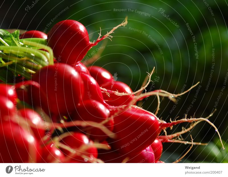 Rotkäppchen hinter den sieben Bergen Lebensmittel Gemüse Ernährung Bioprodukte Vegetarische Ernährung Diät Gesundheit frisch lecker Spitze grün rot Radieschen