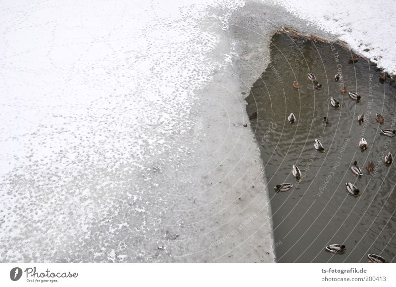 Stock- und Steifenten Tier Wasser Winter Wetter Eis Frost Schnee Seeufer Flussufer Ente Stockente Tiergruppe Schwarm Spuren frieren warten kalt grau weiß