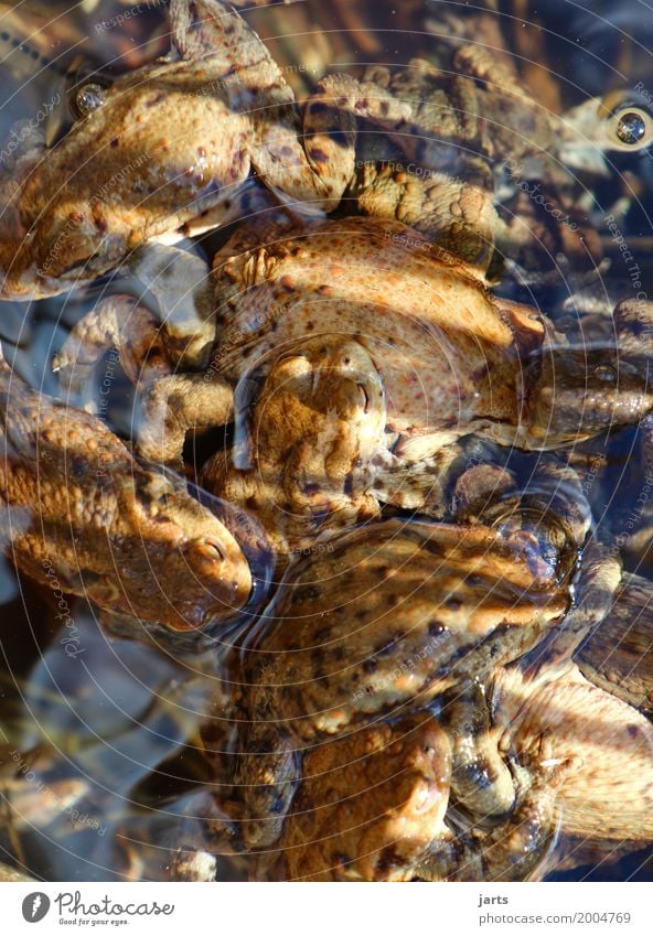 krötensuppe Suppe Eintopf Schönes Wetter Teich Tier Wildtier Frosch Tiergruppe Schwimmen & Baden nass natürlich Natur chaotisch durcheinander Kröte Farbfoto
