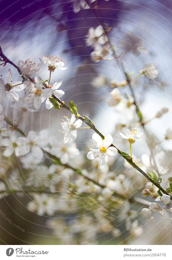 Frühlingsgeblühe Umwelt Natur Pflanze Sonne Schönes Wetter Baum Sträucher Blüte Blühend Wachstum ästhetisch Duft natürlich schön weiß Zweige u. Äste violett