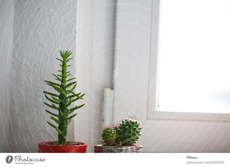lang & staksiger Kaktus sucht klein & stacheligen Partner Sonne Grünpflanze Fenster dick einzigartig grün rot silber weiß Konkurrenz Blumentopf Sukkulenten Wand