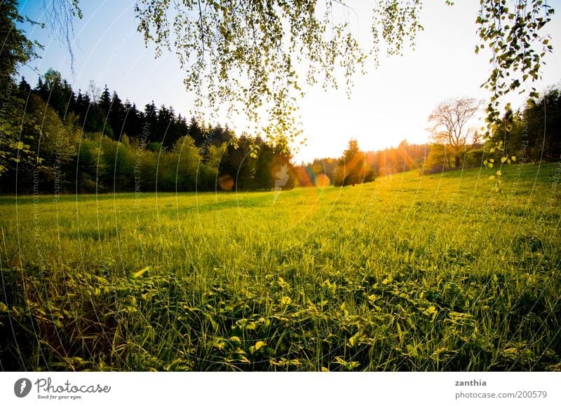 Frühling Umwelt Natur Landschaft Pflanze Sonne Sonnenaufgang Sonnenuntergang Sonnenlicht Schönes Wetter Gras Wiese Feld Wald hell natürlich Wärme gelb gold grün