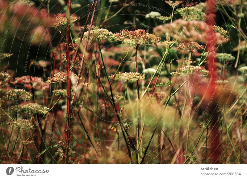 wilde Wiese Umwelt Natur Landschaft Pflanze Gras Sträucher Grünpflanze Wildpflanze grün rosa rot Unkraut natürlich Wiesenblume Doldenblütler Bärenklau