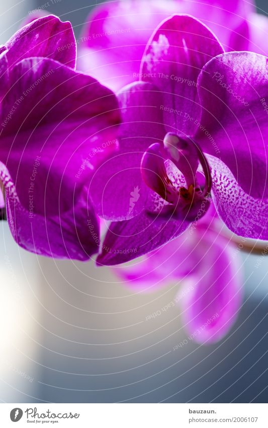 dee. Lifestyle elegant Stil schön Dekoration & Verzierung Natur Pflanze Orchidee Blüte exotisch Blühend rosa Fröhlichkeit Frühlingsgefühle Farbfoto