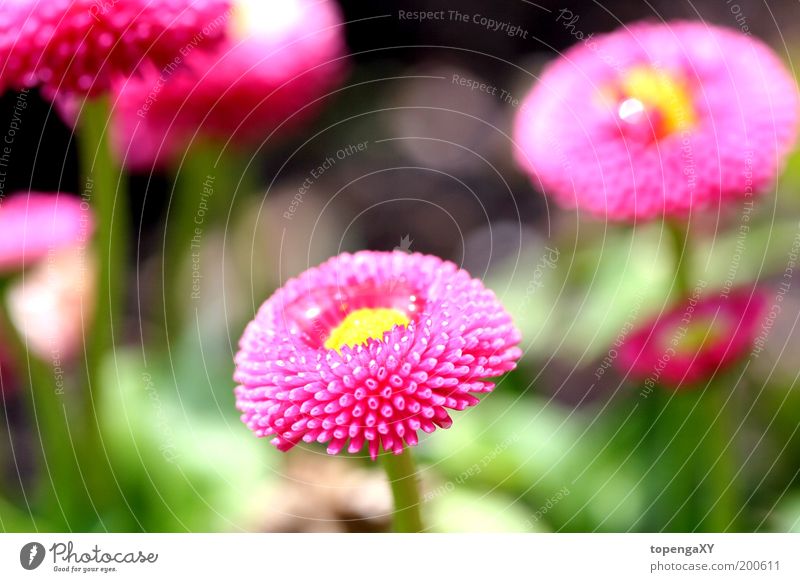 Gänseblümchen - "Rob Roy" Natur Pflanze Sonne Frühling Blume Gras Blüte Wiese niedlich rosa Außenaufnahme Makroaufnahme Licht Schatten Silhouette Sonnenstrahlen