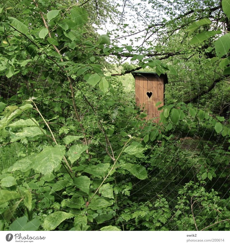 Öffentlicher Dienst Umwelt Natur Landschaft Pflanze Baum Blatt Wald Hütte Bauwerk Gebäude Toilette Holzhaus Öffentliche Toilette Klotür Herz Zeichen Glück
