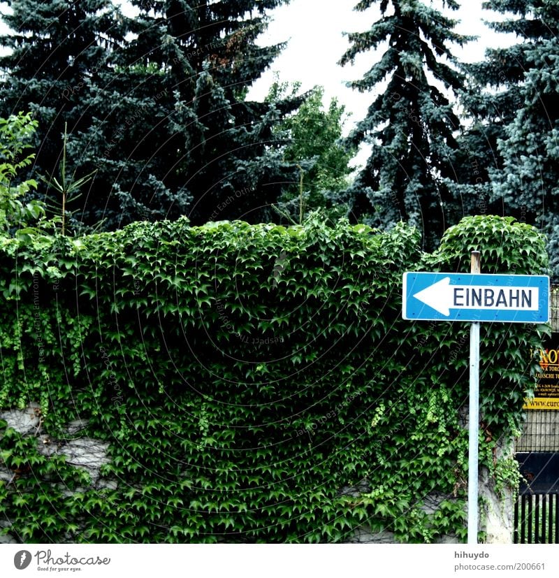 einbahn Garten Umwelt Natur Pflanze Verkehrszeichen Verkehrsschild Schilder & Markierungen beobachten Einbahnstraße Hinweisschild links Pfeil Richtung