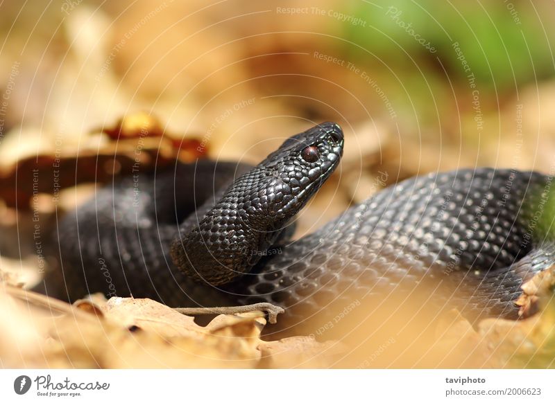 schöne schwarze europäische Addierer Frau Erwachsene Natur Tier Wald Schlange natürlich wild gefährlich Natter Vipera giftig Europäer Tierwelt allgemein Reptil