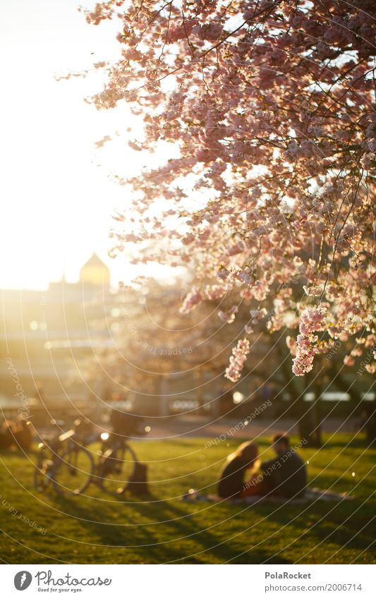 #AS# Großstadtromantik Umwelt Natur Klima Schönes Wetter Garten Park Wiese ästhetisch Idylle Dresden Yenidze Blühend Blühende Landschaften Frühling
