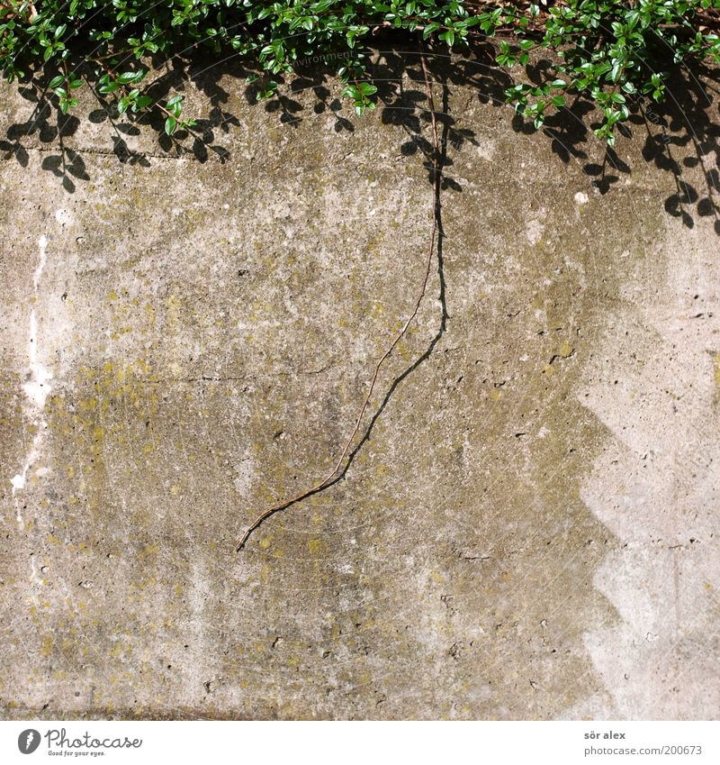 Pottschnitt Pflanze Bodendecker Wand Betonwand Wachstum hässlich grau grün Schutz Sicherheit Natur natürliche Farbe Mauer Ast Textfreiraum unten Farblosigkeit