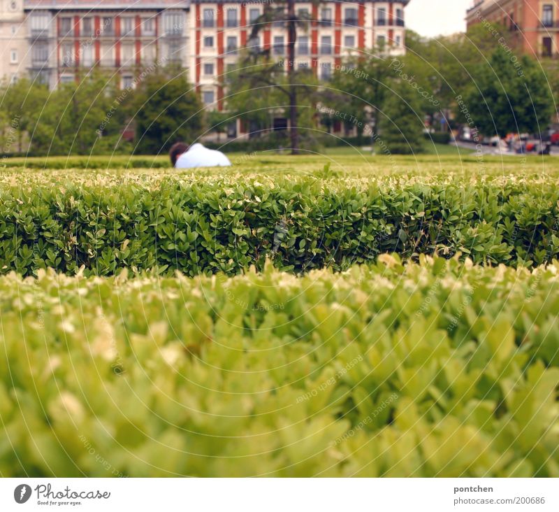Mann bückt sich vor akkurat geschnittener Hecke. Parkanlage Erwachsene 1 Mensch Pflanze Sträucher Grünpflanze Madrid Spanien Hauptstadt Haus Bauwerk