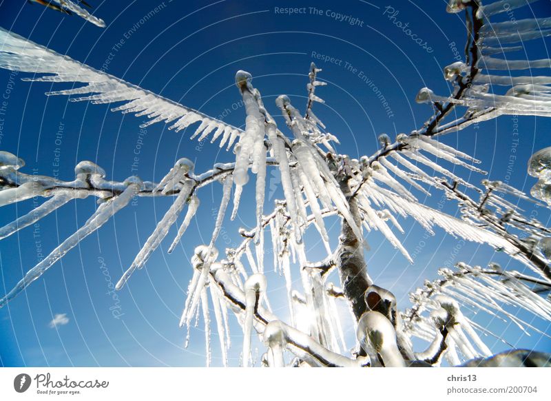 eiszapfen Himmel Winter Eis Frost Baum kalt blau weiß Umwelt Detailaufnahme Weitwinkel Eiszapfen