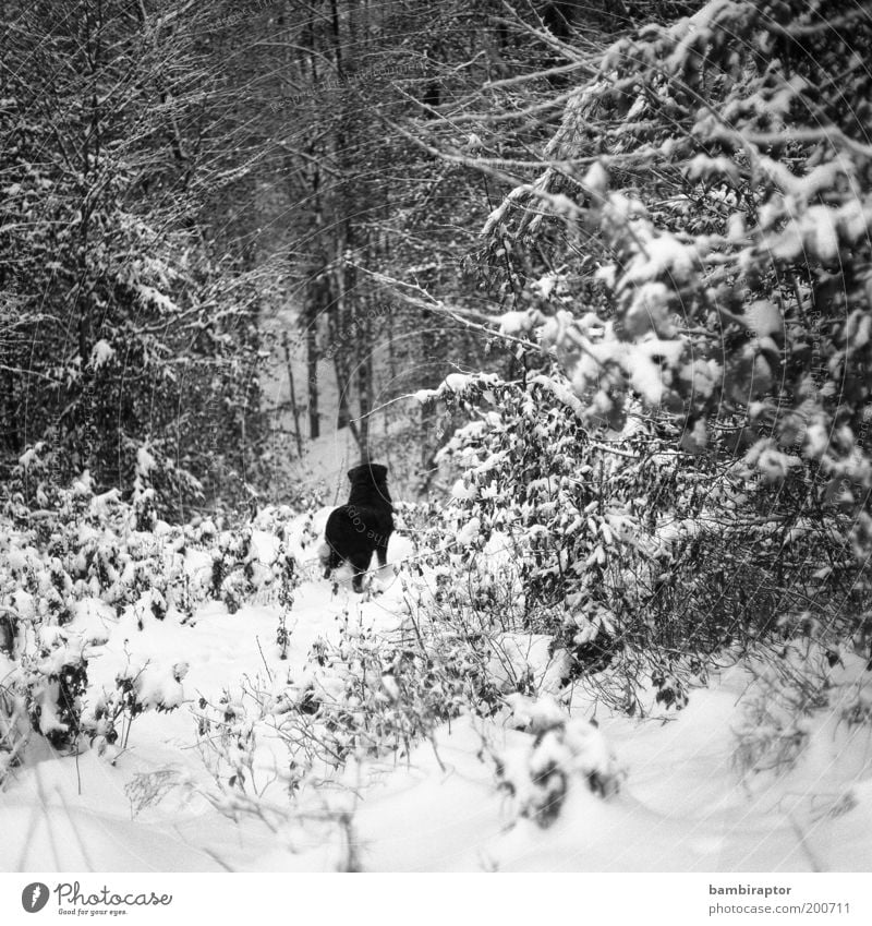 Dahinter die Freiheit Natur Winter Schnee Wald Tier Haustier Hund Fell 1 beobachten Blick Neugier wild Tierliebe Sehnsucht Fernweh Einsamkeit analog
