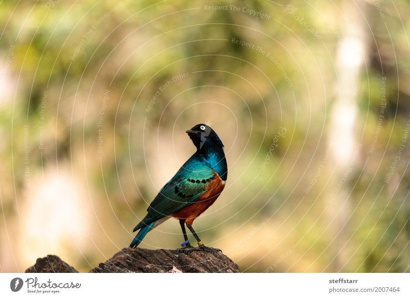 Großartiger Star namens Lamprotornis Superbus Tier Vogel 1 wild blau braun gelb grün Hervorragender Star Lamprotornis superbus irisierend gold Wildvogel