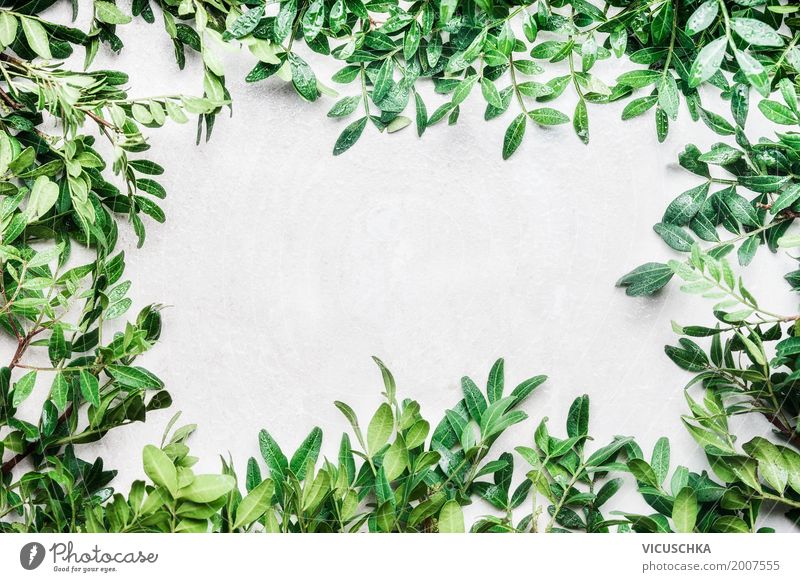 Natur Hintergrund mit grünen Zweige und Blätter Lifestyle Stil Design Freizeit & Hobby Sommer Garten Pflanze Frühling Sträucher Blatt Dekoration & Verzierung