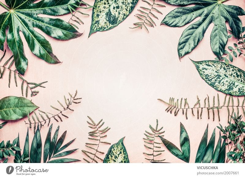 Rahmen aus tropischen Pflanzen und Farnblättern Stil Design Sommer Garten Dekoration & Verzierung Natur Blatt Park Oase Hintergrundbild Tropischer Garten Palme