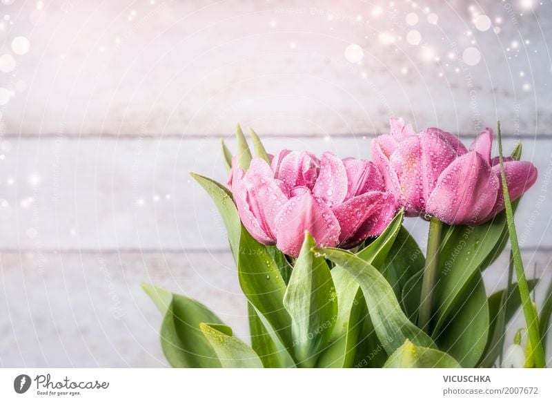 Rosa Tulpen auf hellem Hintergrund Stil Design Sommer Dekoration & Verzierung Feste & Feiern Valentinstag Muttertag Geburtstag Natur Pflanze Frühling Blume