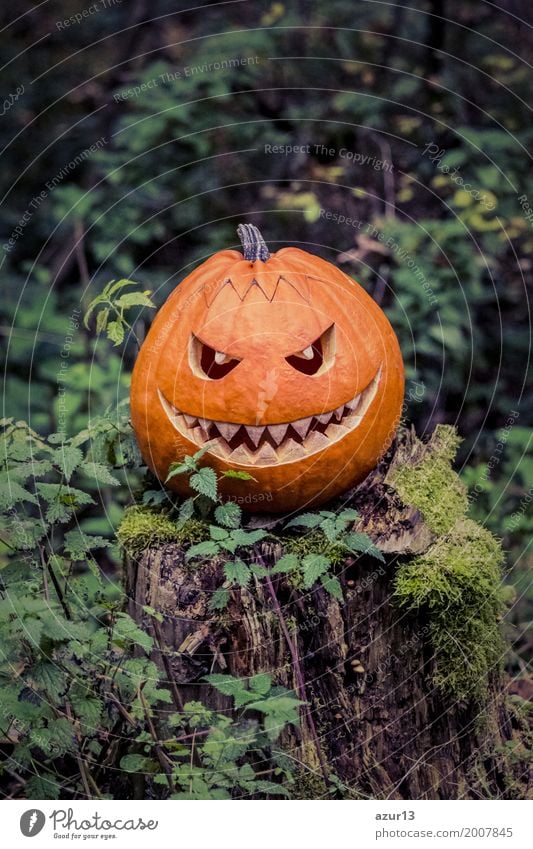 Halloween pumpkin with fiendish smile on scary trunk in forest Lifestyle Umwelt Natur Pflanze Urelemente Erde Herbst Baum Wald Moor Sumpf beobachten hocken
