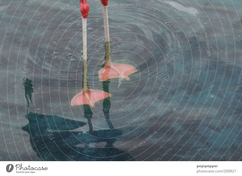 kalte füße Schwimmen & Baden Wasser Wassertropfen Teich See Tier Flamingo 1 unten blau rosa Gelassenheit ruhig elegant Tierfuß Farbfoto Außenaufnahme