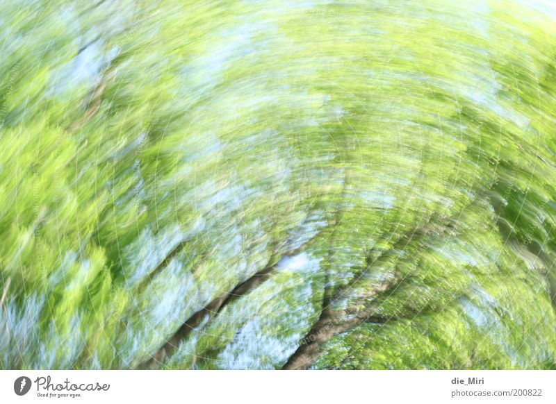 Waldstrudel Umwelt Natur Frühling Baum drehen blau grün Stimmung Farbfoto Außenaufnahme Experiment Menschenleer Tag Sonnenlicht Bewegungsunschärfe rotieren