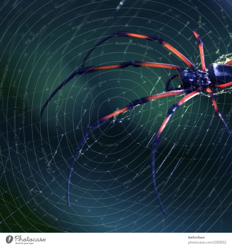 nephila Umwelt Natur Tier Spinne 1 geduldig Angst Entsetzen Nephila inaurata madagascariensis Spinnennetz erschrecken gefährlich Farbfoto Außenaufnahme