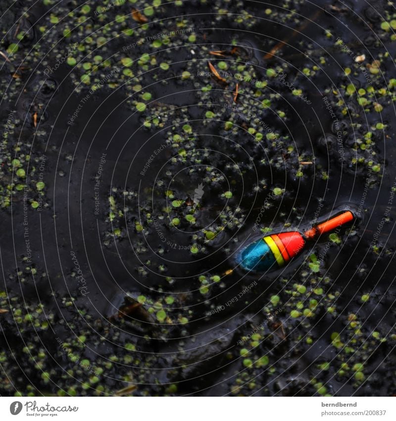 Der Angler Angeln Natur Wasser Pflanze Teich Angelköder fangen dunkel Flüssigkeit nah nass trist mehrfarbig grün schwarz Vorfreude Neugier Freizeit & Hobby