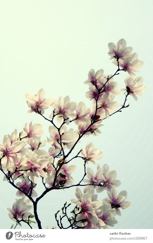 frühling II Umwelt Natur Himmel Frühling Schönes Wetter Pflanze Blüte Magnolienbaum Magnoliengewächse Magnolienblüte Park rosa weiß schön Kitsch Blühend Ast