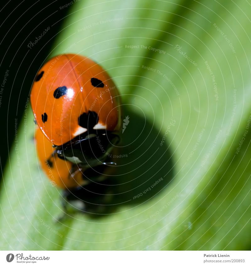 Ich mag Dich! Tier Marienkäfer Blatt Punkt rot Garten Wiese Natur Umwelt Käfer Paar Frühling Frühlingsgefühle tierisch schwarz klein aufeinander Farbfoto