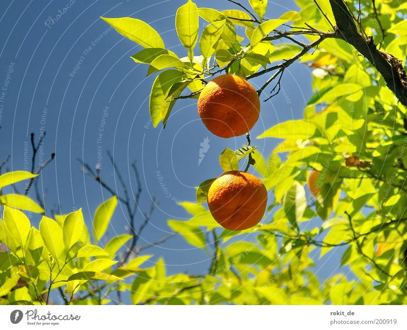 Süße Früchtchen Frucht Orange Natur Pflanze Schönes Wetter Baum Garten Duft frisch Gesundheit gut rund grün schön Farbe hellgrün Blauer Himmel Mandarine Spanien