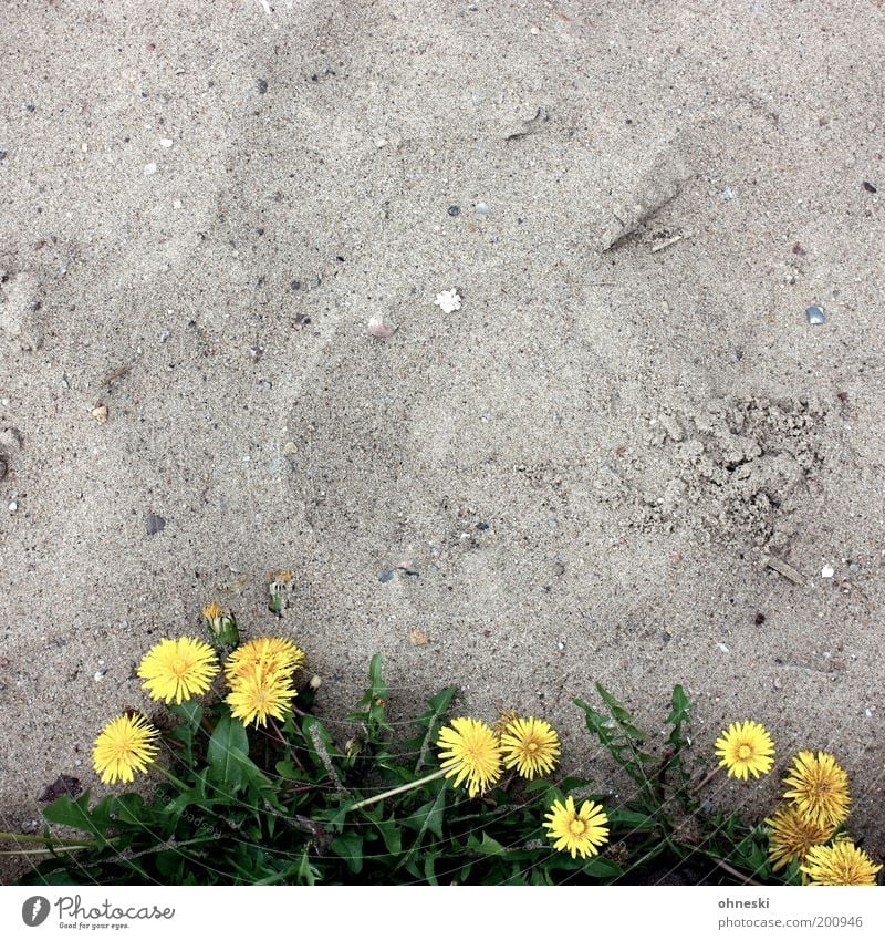 Unverwüstlich Umwelt Natur Pflanze Sand Blume Blatt Blüte Wildpflanze Löwenzahn Wachstum trocken Kraft Willensstärke Tatkraft Ausdauer Strand Farbfoto