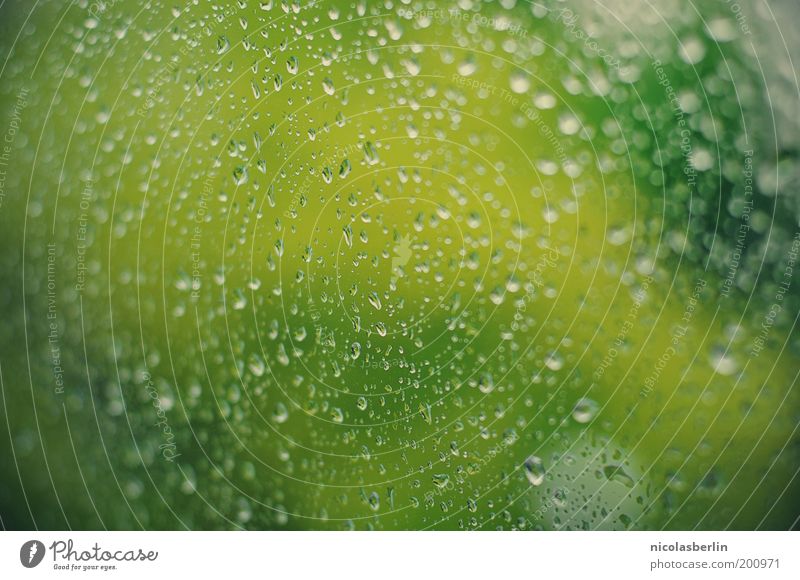 Glas Klar Pflanze Wasser Wassertropfen Frühling Wetter schlechtes Wetter Unwetter Regen Baum Fenster Flüssigkeit nass trist grün Gelassenheit ruhig Langeweile