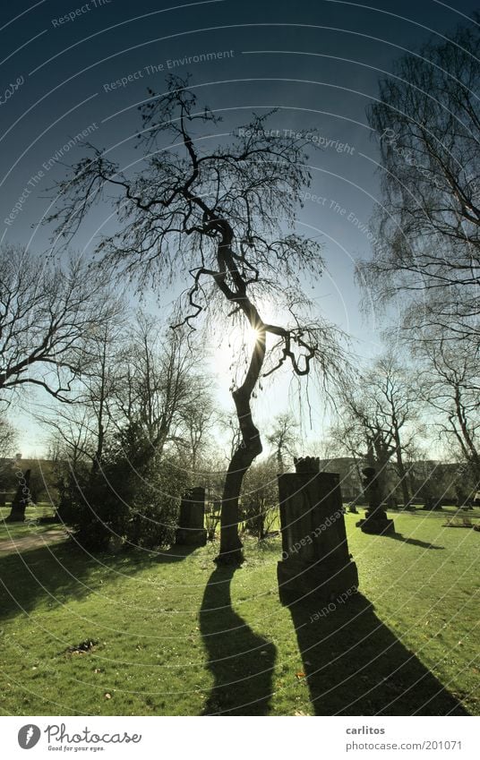 Ruhe Sonnenlicht Baum Friedhof Park leuchten träumen Traurigkeit dunkel historisch kalt blau grün Mitgefühl trösten ruhig Hoffnung Glaube Trauer Tod Einsamkeit
