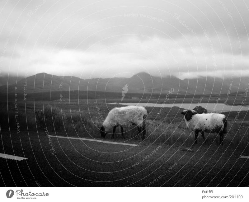 scharfe schafe Wasser Wolken Sträucher Tier Schaf 2 stehen Nordirland ruhig Ferne wollig Nebel unklar Straße See Weide Wiese Einsamkeit Fressen Berge u. Gebirge