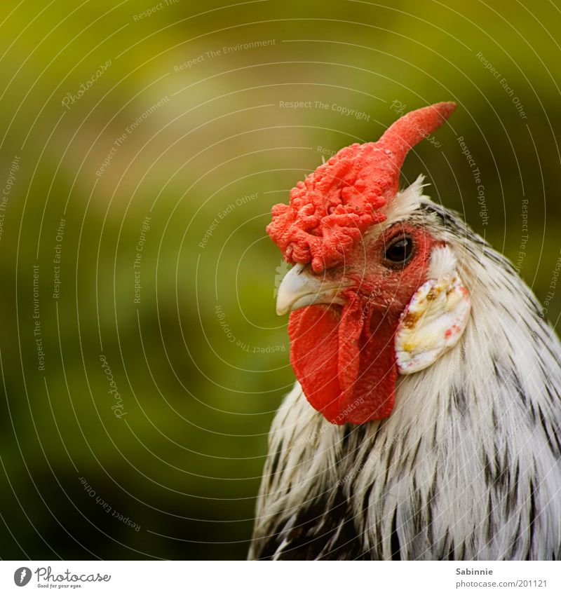 Guten-Morgen-Schreihalstier Tier Nutztier Vogel Haushuhn Hahn Hahnenkamm Schnabel Feder Farbfoto mehrfarbig Außenaufnahme Nahaufnahme Detailaufnahme