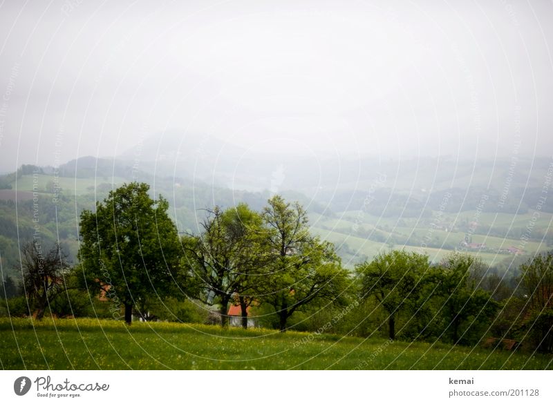 Trüb, aber grün Umwelt Natur Landschaft Pflanze Himmel Wolken Frühling Klima schlechtes Wetter Nebel Baum Blume Gras Grünpflanze Nutzpflanze Wildpflanze